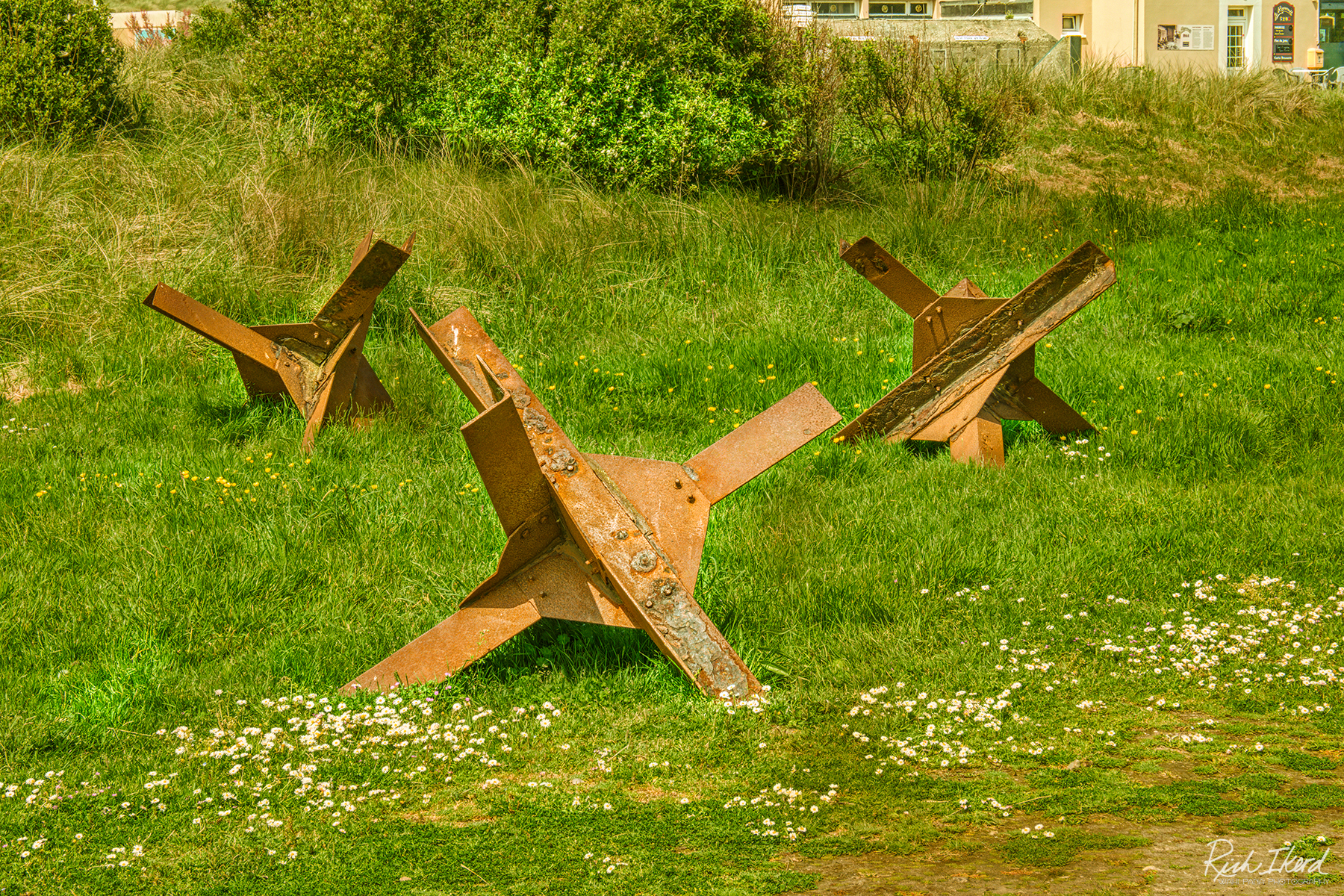 Utah Beach Hedgehogs